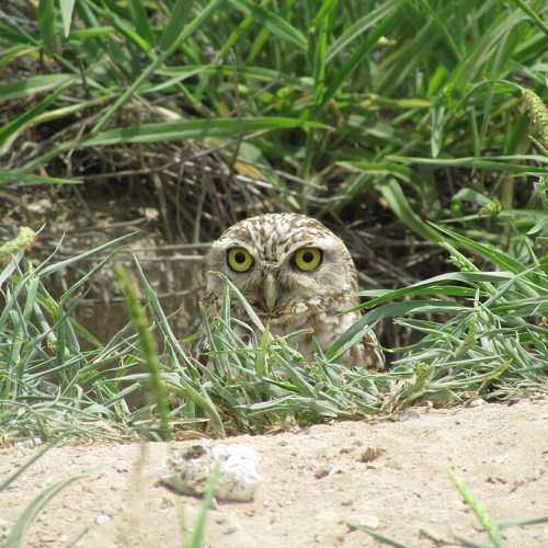 Athene cunicularia