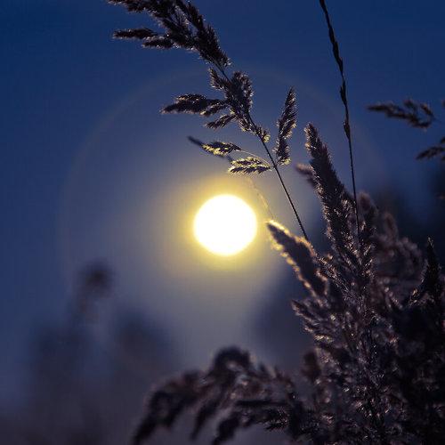 Photo #2746713