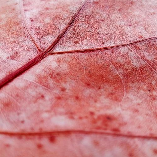 Leaf of tropical tree