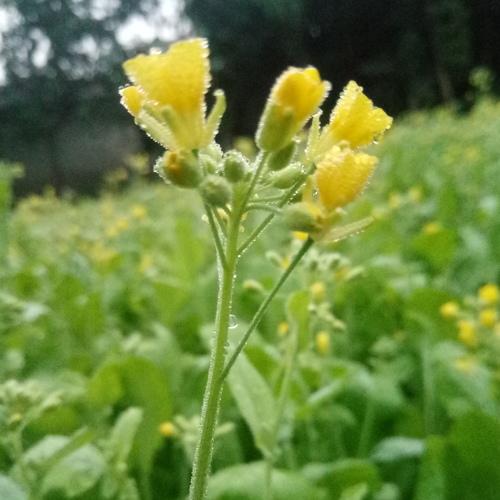 Mustard