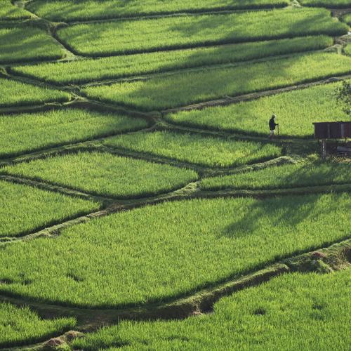 RICE FIELDS