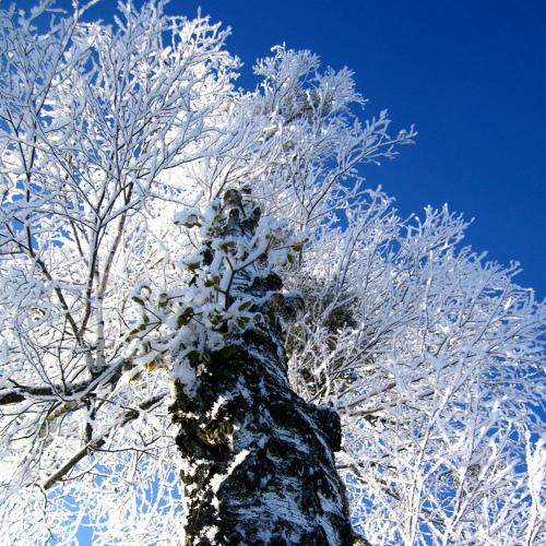 Photo #2750260