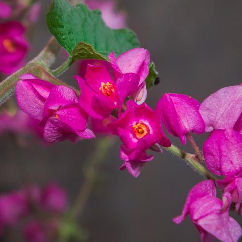 trinitarian flower