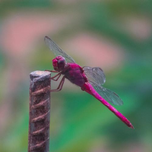 libelula - dragon-fly