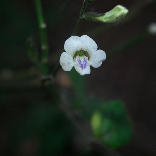 flower hellen