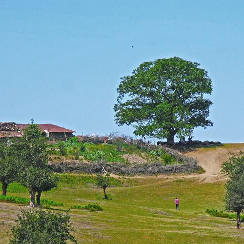 Tree of Life