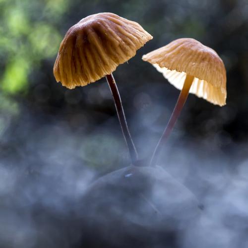 Twin mushrooms