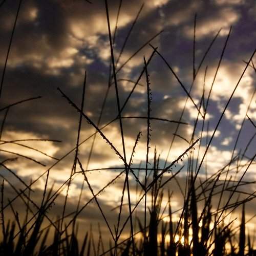 SunRise through the Twigs