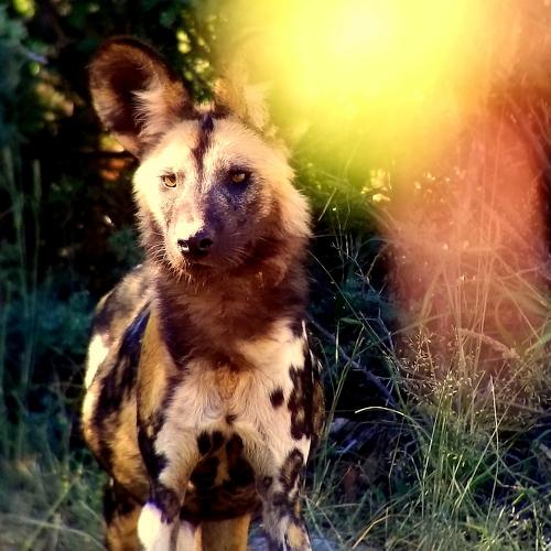 Painted Wolf, Painted Lens
