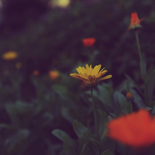 Yellow
