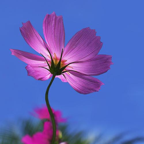 a Pink Cosmos