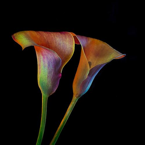 Calla Lily