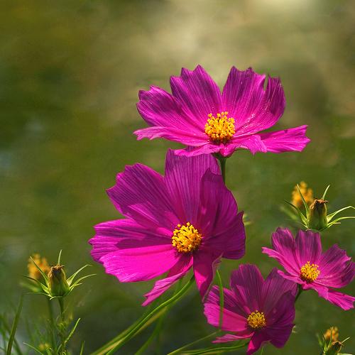 Pink Cosmos