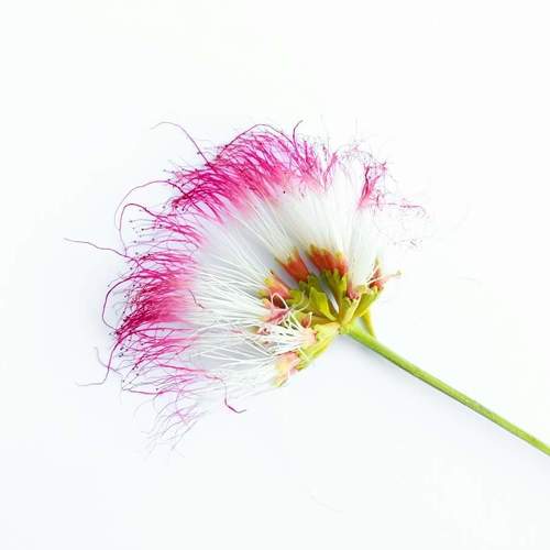 Flower of love