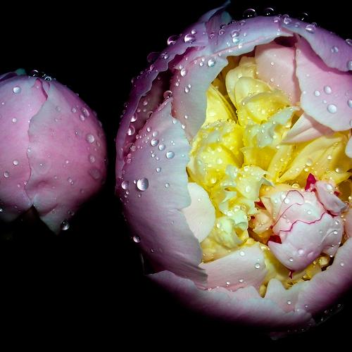 peony