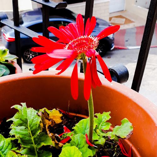 flower