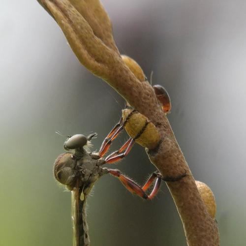 Robber Fly Byson