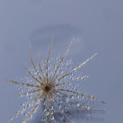 water dandelion