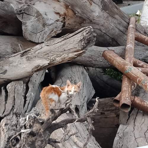 Street cats