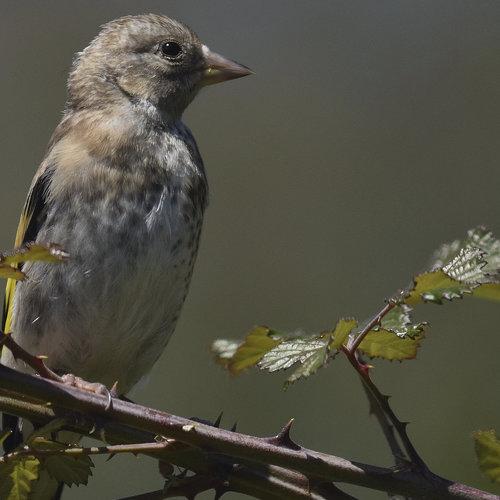 Juvenile Carduelis carduelis