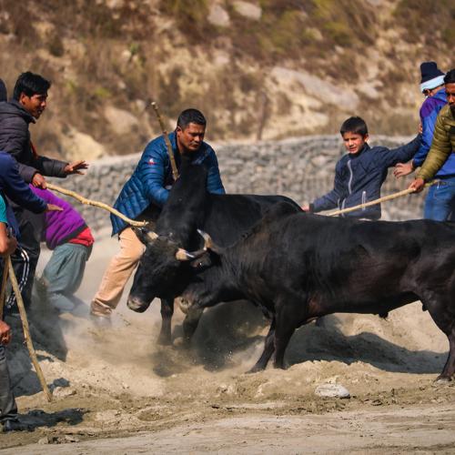 Bull Fight