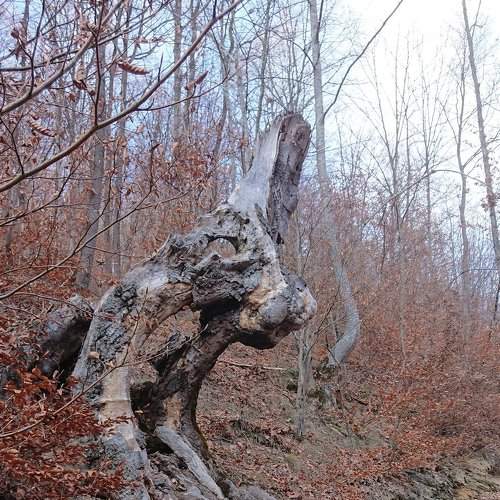 Wood