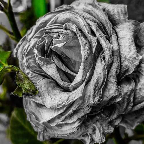 Roses