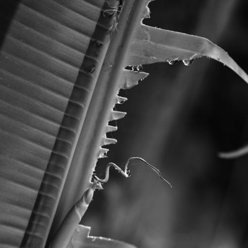 BEAUTY OF NATURAL FORM AND PATTERN