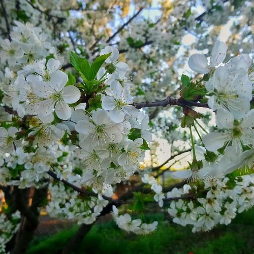 Photo #2772012
