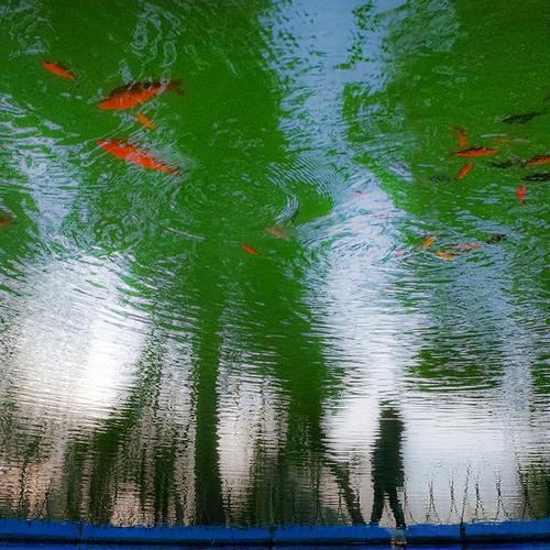 The water garden.