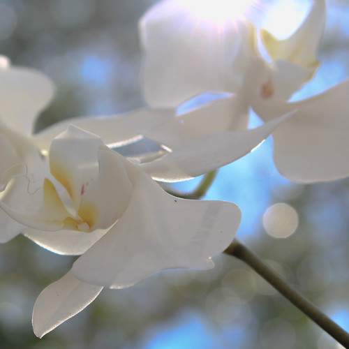 Purity and Cleanliness