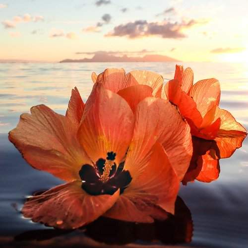 Wild Hibiscus Flowers and Moorea