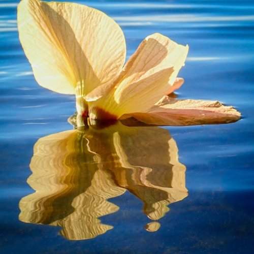 Dreams of Yellow