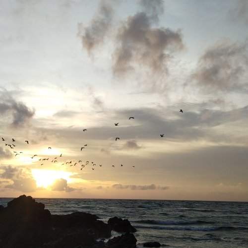 Sunset with Flocks of Flying Talabong