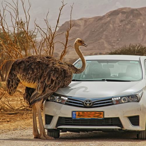 Ostrich