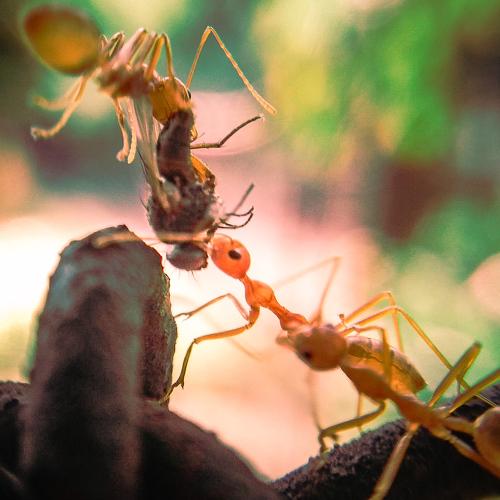 Fight for a food