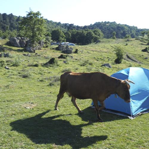 yayla kamp