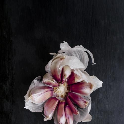 Garlic / Ajo