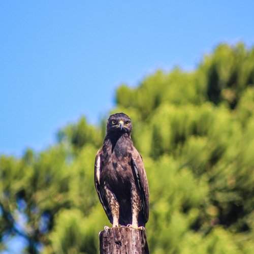 Perched Eagle