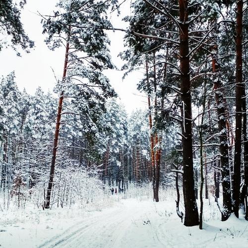 Photo #2778126