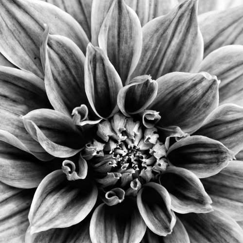 Inside a flower