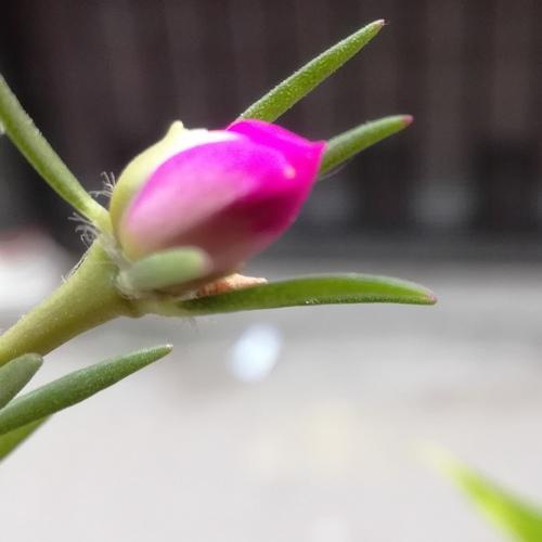 Bloomin...
