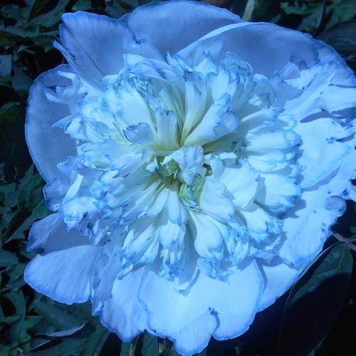 Photo #2781064