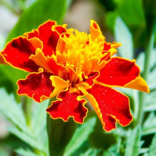 Red Flower