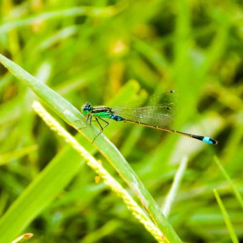 Small Dragonfly
