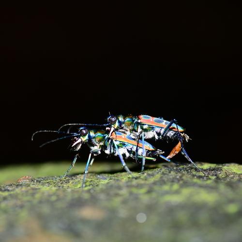 Tiger Beetle Mate-Guarding Behavior