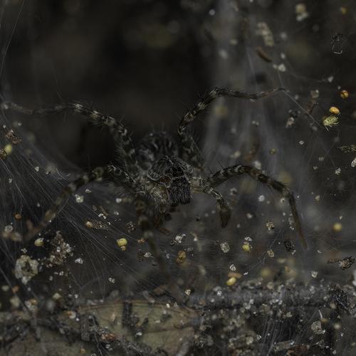Wolf Spiders