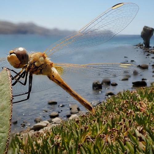 Dragonfly