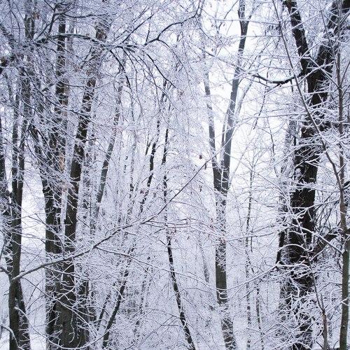 Photo #2782973