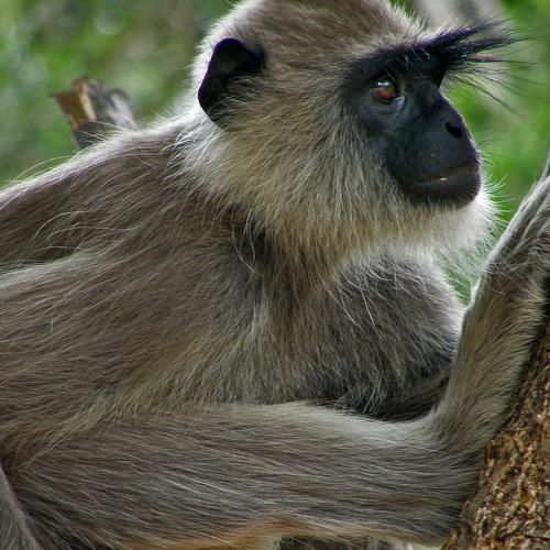 monkey business